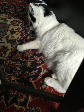 Citrus vänder sig bort