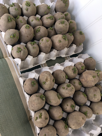 Förgrodd sättpotatis