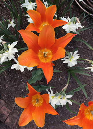Tulpaner och narcisser Botaniska trädgården 22 maj 2019