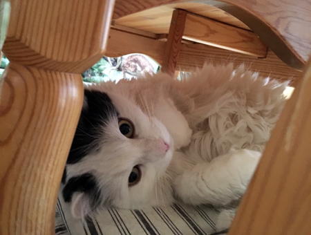 Citrus på Annas köksstol