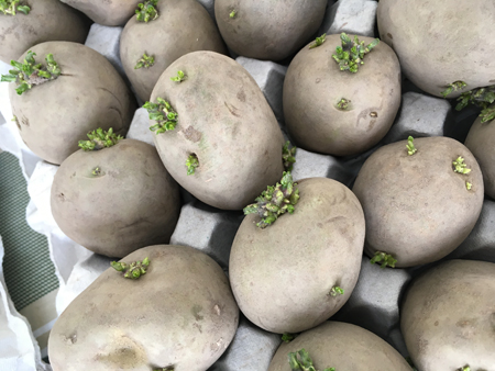Förgrodd potatis närbild