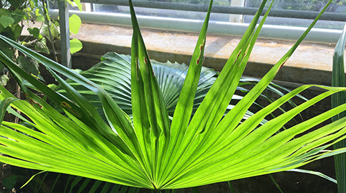Grön växt Tropiska växthuset 22 maj 2019