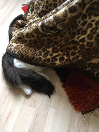 Lucifers svans sticker fram under fåtölj och filt