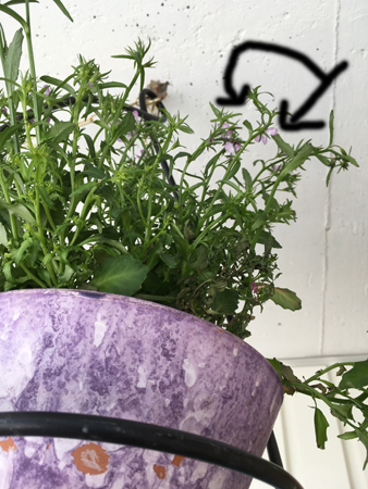 Lila hänglobelia