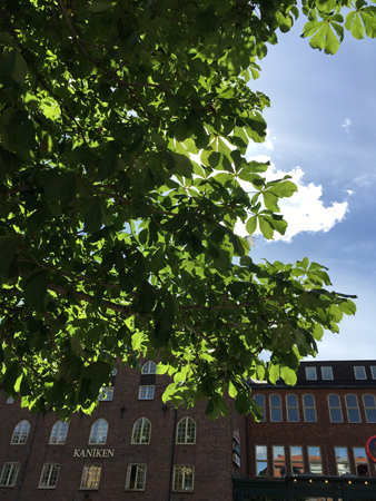 Under ett träd vid Fyrisån