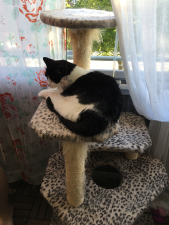 Mini på klätterställningen på balkongen