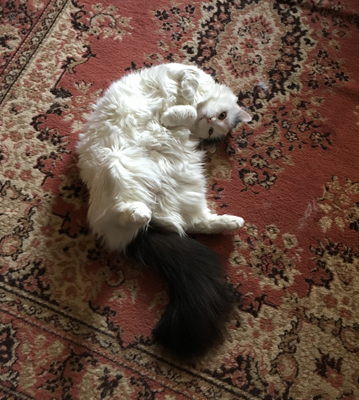 Citrus på mattan i Bokrummet