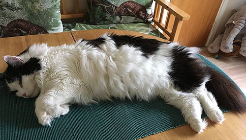 Lucifer på Annas köksbord i Djungelrummet