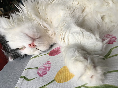 Lucifer på köksbordet