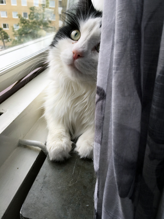 Lucifer ser en insekt eller fågel