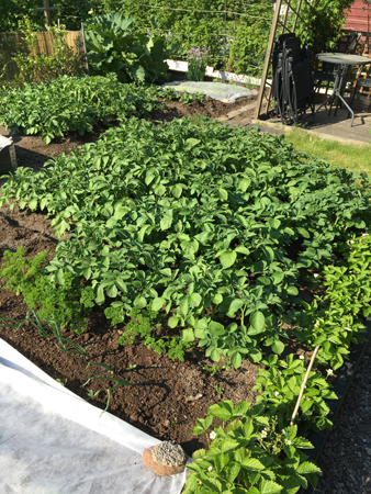 Potatisen den 6 juni 2019