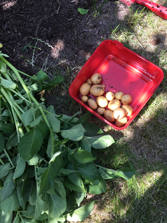 Årets första potatis