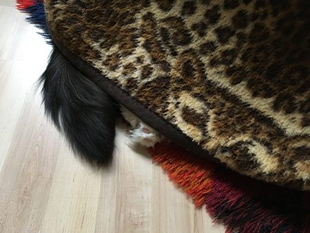 Citrus svans och tas sticker fram