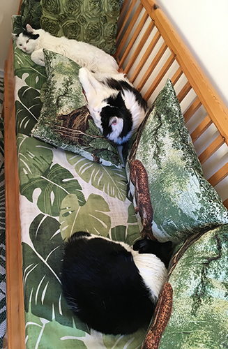 Familjen Katt Citrus Lucifer och Mini