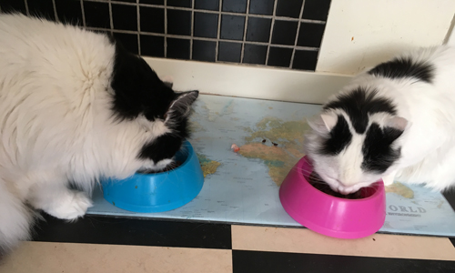 Lucifer och Citrus äter