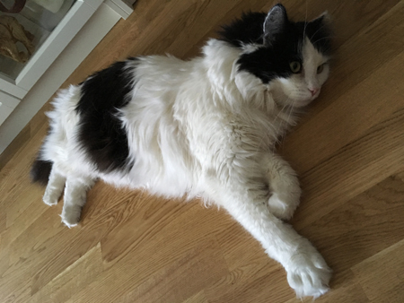 Lucifer på vardagsrumsgolvet