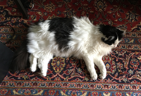 Lucifer på vardagsrumsmattan