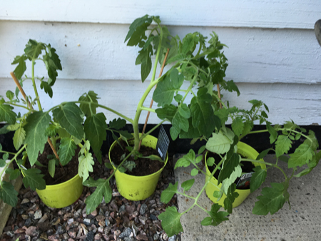 Tre olika sorters tomatplantor