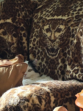 Citrus på leopardfilten i farfarsfåtöljen