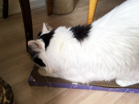 Citrus provar klösbrädan