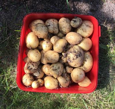 En bunke potatis