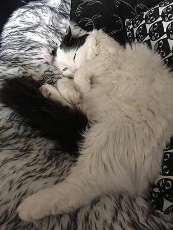 Halvsovande Citrus på fällen