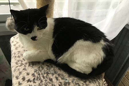 Mini på klätterställningen