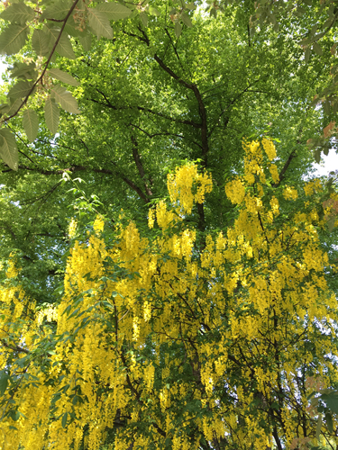 Träd i grönt och gult
