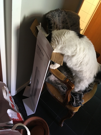 Citrus vill ner i en kartong