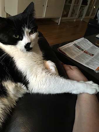 Mini med tassen på min arm