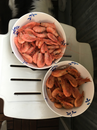 Räkor vanliga och rökta