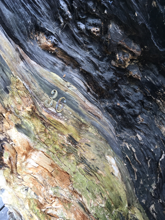 Siffror 36 inuti en trädstam