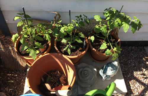 Tomatplantorna i nya krukor vid stugväggen