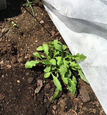 Ruccolan är på gång