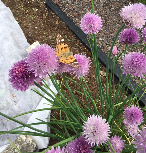 Nordafrikansk tistelfjäril på gräslöksblommorna