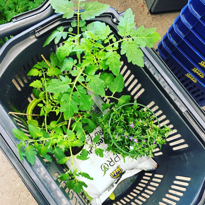 Tomatplantor hänglobelia blomjord