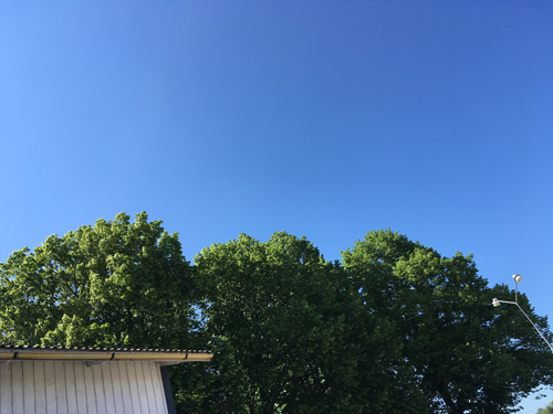 Blå himmel över trädtopparna i Gryttby