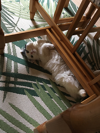 Citrus under Annas köksbord Citrus under Annas köksbord