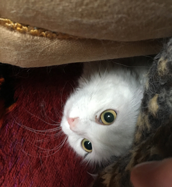 Citrus under farfarsfåtöljen