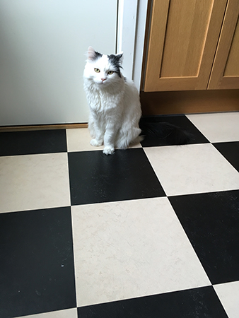 Citrus vid skafferiet