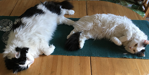 Lucifer och Citrus på Annas köksbord