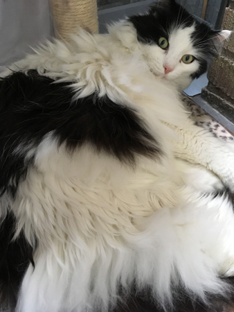 Lucifer under klätterpelaren