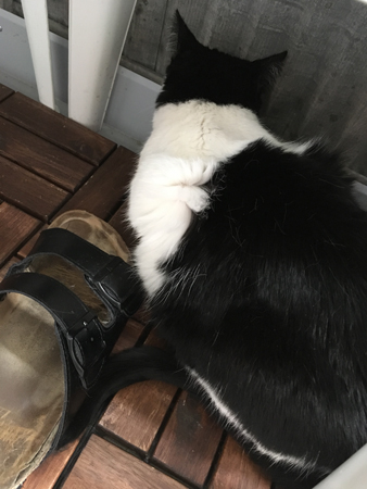 Mini på balkonggolvet