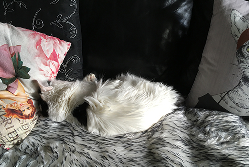 Citrus sover på fällen