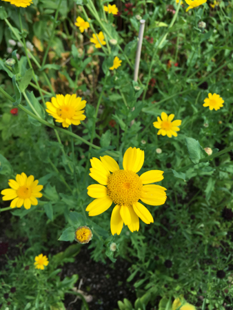 Gula blommor i Linnéträdgården