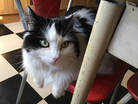 Lucifer mitt sällskap vid kvällsmackan