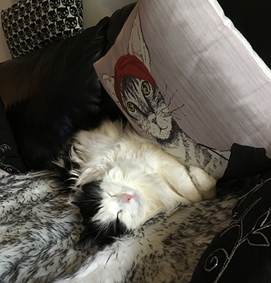 Lucifer sover vid kattkudden Lucifer sover vid kattkudden