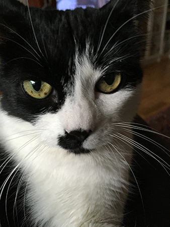 Mini tittar rakt på