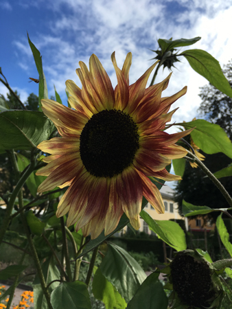 Solros i Linnéträdgården