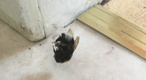 En död humla i Slottet